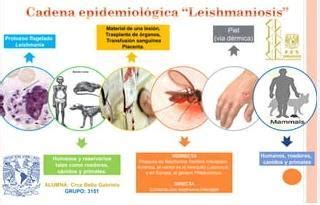 Epidemiología de la enfermedad by Yina Castellanos Salazar Issuu