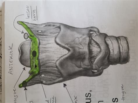 CDS442 Anatomy Of Phonation Flashcards Quizlet