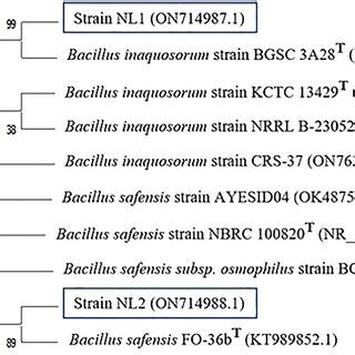 Phylogenetic Relationships Between Strain Nl Strain Nl And The Most