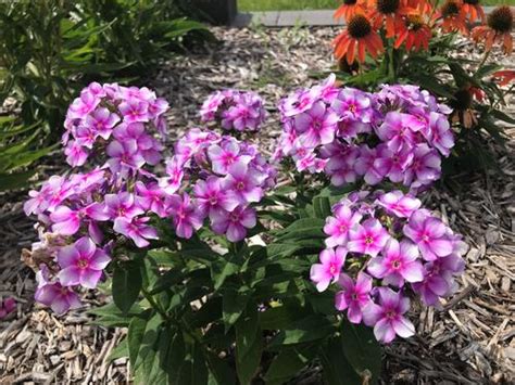 Dwarf Garden Phlox Phlox Dwarf Garden Paniculata Bambini® Lucky Lilac