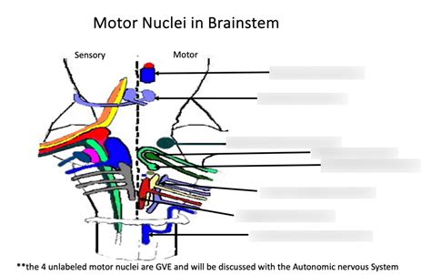 Bios Motor Nuclei In Brainstem Diagram Quizlet