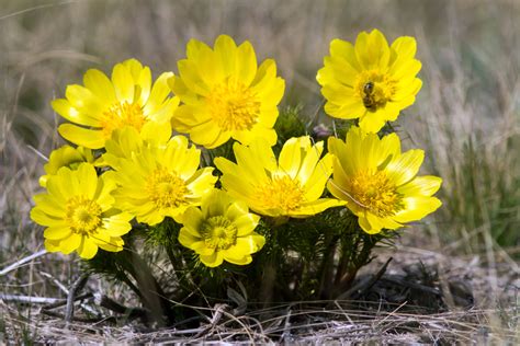 フクジュソウ（福寿草）の育て方 花の育て方サイト＊そらるん