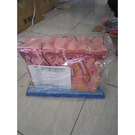 Jual Alat Peraga Biologi Torso Kulit Shopee Indonesia