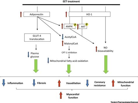 Epoxyeicosatrienoic Acid As Therapy For Diabetic And Ischemic