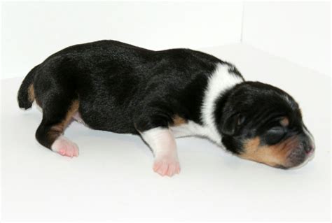 Decker Terrier Puppies for Sale