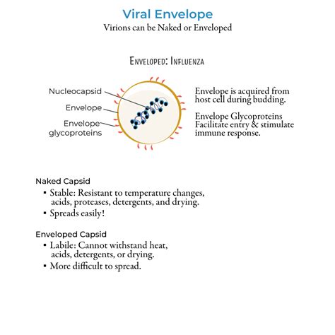 Virus Morphology Immunology Microbiology Flashcards Ditki Medical