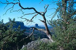 Klettern Mit Der Kletterschule Lilienstein Ihre Bergschule Im