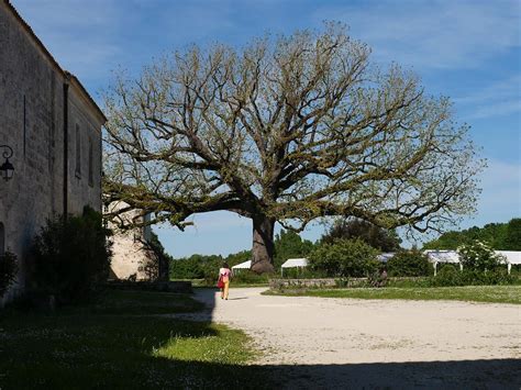 Abbaye De Sablonceaux Le Noyer Musardise Saint Just Flickr