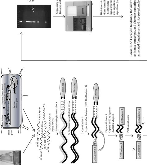 Diagrammatic Representation Of Sequencing By Synthesis Sbs