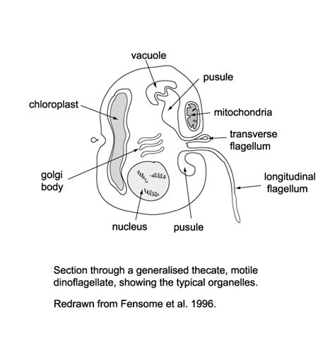 Dinoflagellates Structure