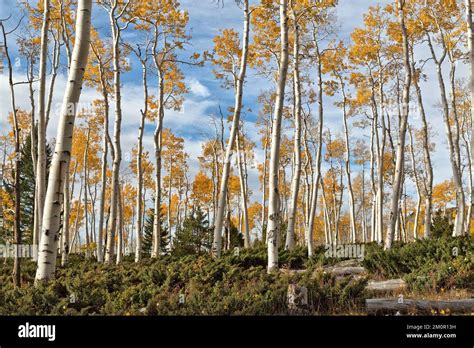 Quaking Aspens 'Pando Clone', also known as Trembling Giant, Clonal colony of an individual male ...