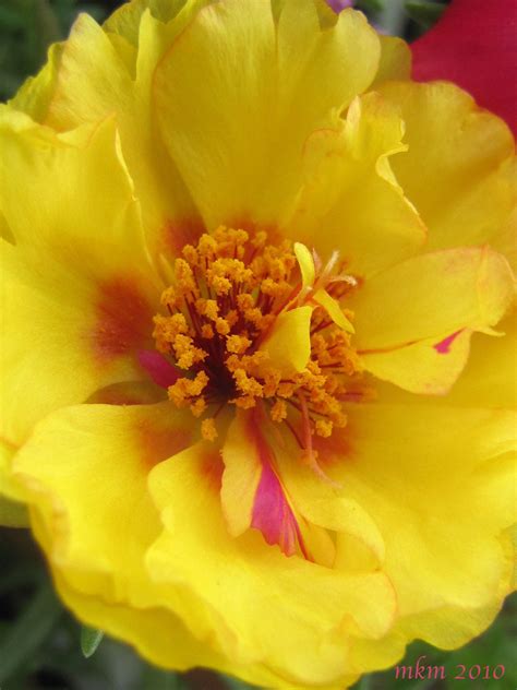 Yellow Portulaca Studio Photography Nasturtium Flower Pictures