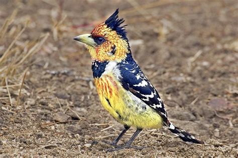 Crested Barbet (Trachyphonus vaillantii) | PICT5960 | Arno Meintjes ...