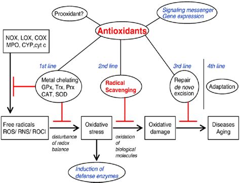 3 Defense Network In Vivo Against Oxidative Stress Various