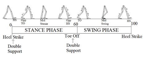 Gait Cycle Hsheel Strike Totoe Off Oppopposite 5 Download