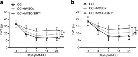 The Effect Of Hmscs And Hmscs Sirt Injection On Cci Rats The Effect