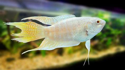 How Rare Is An Albino Betta Fish? – Acuario Pets