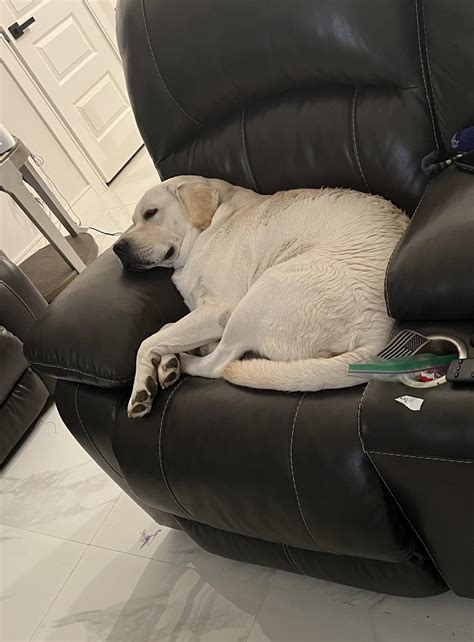 Don’t jump in the pool. Don’t get on my recliner. : r/labrador