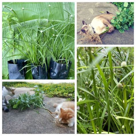 Plant Rumput Helikopter Kucing Catnip Anak Pokok Kucing Galak