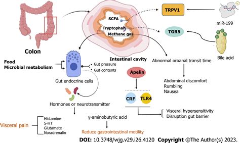 Irritable Bowel Syndrome Epidemiology Overlap Disorders Pathophysiology And Treatment