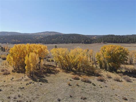 Changing Fall Colors of Trees in Northern New Mexico Stock Photo ...