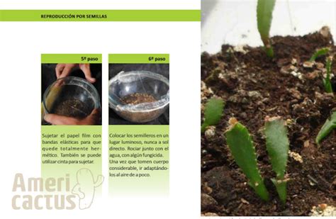 Americactus C Mo Sembrar Semillas De Cactus Paso A Paso Aprender