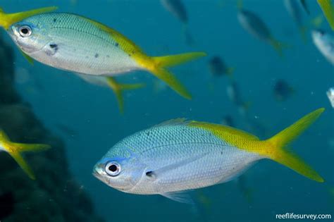 Caesio Cuning Yellowtail Fusilier Reef Life Survey