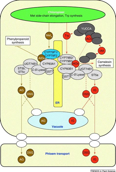 Glucosinolate Metabolism And Its Control Trends In Plant Science