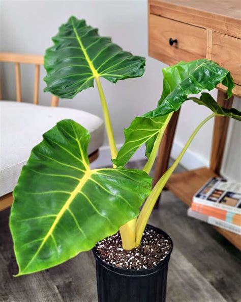 Yellow Stem Alocasia | PlantVine