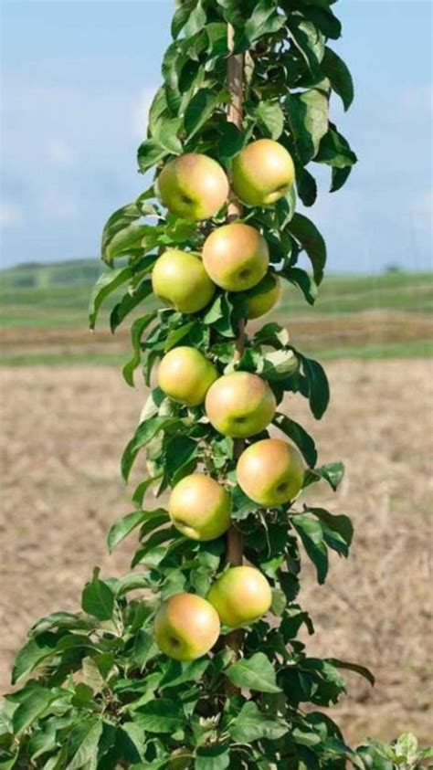 Drzewa Owocowe Odmiana Kolumnowa Sadzonki In 2023 Fruit Trees