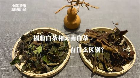 福鼎白茶和云南白茶有什么区别两种究竟谁才是正宗的白茶 高清1080P在线观看平台 腾讯视频