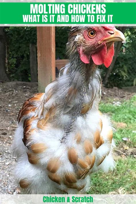 Molting Chickens: What Is It and How to Fix It?