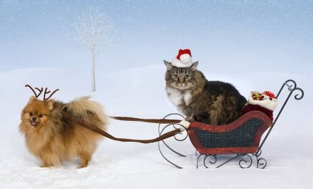 Winter fun - Cats & Animals Background Wallpapers on Desktop Nexus (Image 2211899)