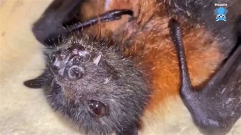 Paralysed Flying Fox In Care This Is Toomey Youtube