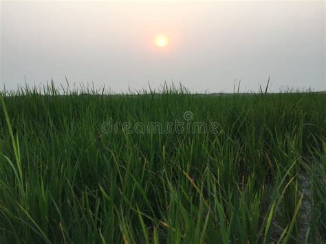 Paddy Field with Beautiful Sunrise in Background Stock Image - Image of ...