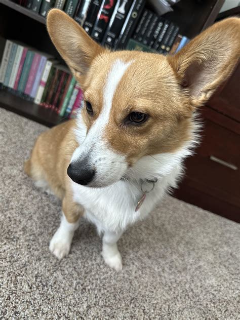 Owners are debating if corgi puppies for adoption are for everyone 30