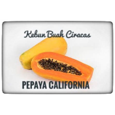 Jual Buah Pepaya California Per Kg Shopee Indonesia