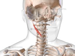 Right Stylohyoid Biodigital Anatomy