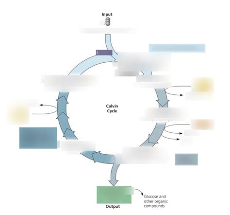 Calvin Cycle Diagram Quizlet