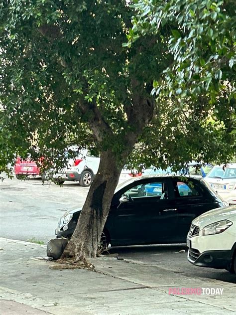 Alberi Pericolanti A Romagnolo Aspettano Che Cadano Segnalazione