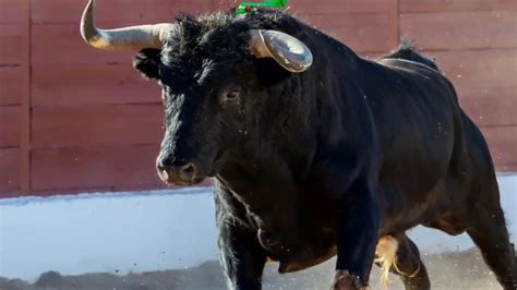 Proyecto Que Busca La Prohibici N De Corridas De Toros A Un Debate De