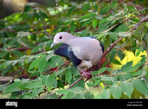 Green Imperial Pigeon Ducula Aenea Bronzefruchttaube