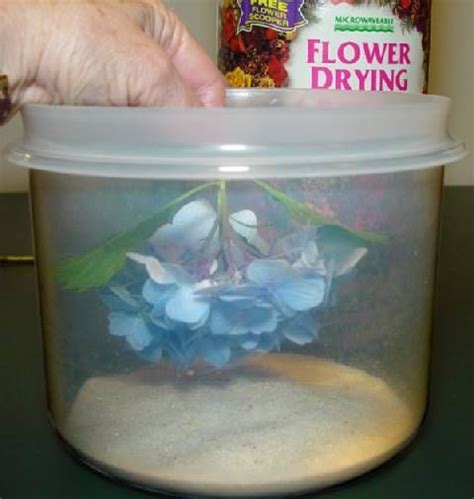 Preserving hydrangeas with silica gel | How to preserve flowers, Dried ...