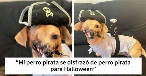 Cómo vestir a tu mascota para Halloween 40 disfraces geniales y