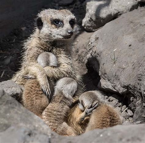 Newborn Meerkats