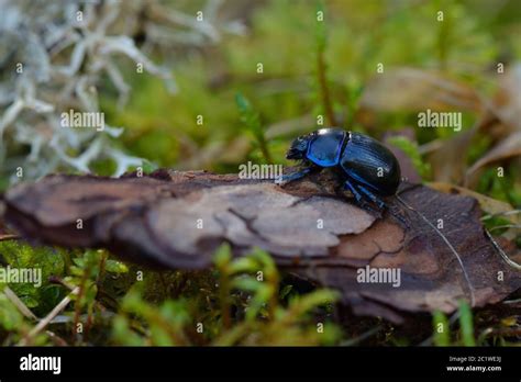 Dung Beetles Hi Res Stock Photography And Images Alamy