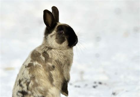 How To Keep Outdoor Pet Rabbits Warm In Winter | Storables