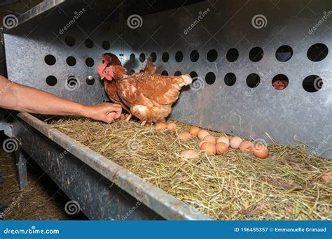 Hand Picking Of Eggs Stock Image Image Of Rural Redheads 196455357