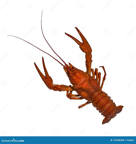 Boiled Crawfish Red Crayfish Isolated On White Background Stock Photo