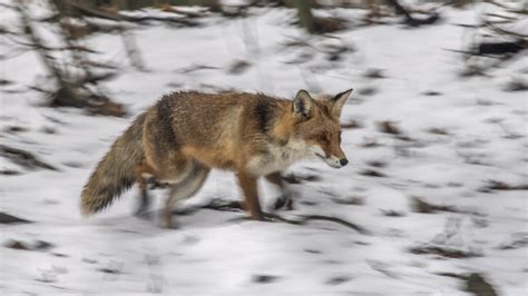 Hunting Log Un Nuovo Piano Faunistico Per La Basilicata